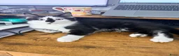 Mixed Breed cats for sale: Three Gorgeous Black & White Boys in Great Yarmouth - Advert 3