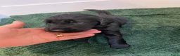 Flat coated Retriever dogs for sale: Beautiful Flat Coated Retriever Puppies - Advert 4