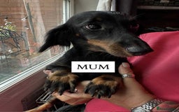 Mixed Breed dogs for sale: Mini dachshund cross - Image 5