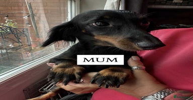 Mixed Breed dogs - Advert 3
