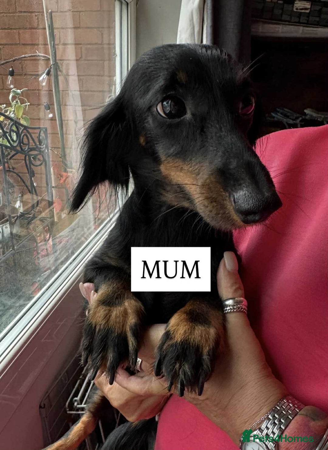 Mixed Breed dogs for sale: Mini dachshund cross - Image 5