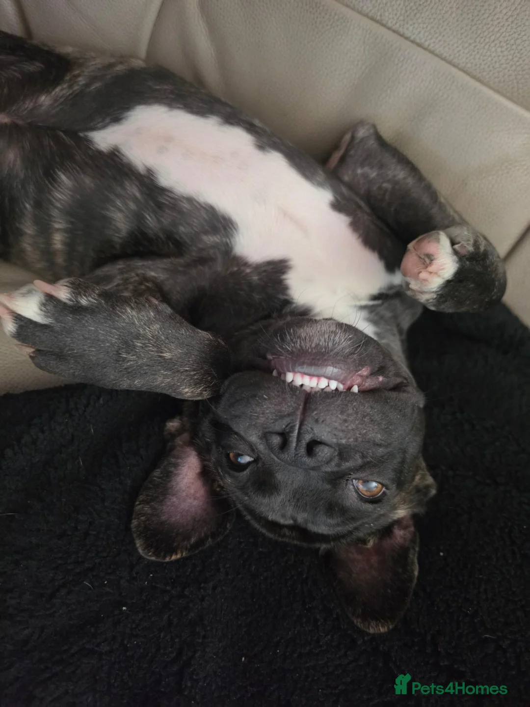 Mixed Breed dogs for sale: Girl luna in Gosport - Advert 2