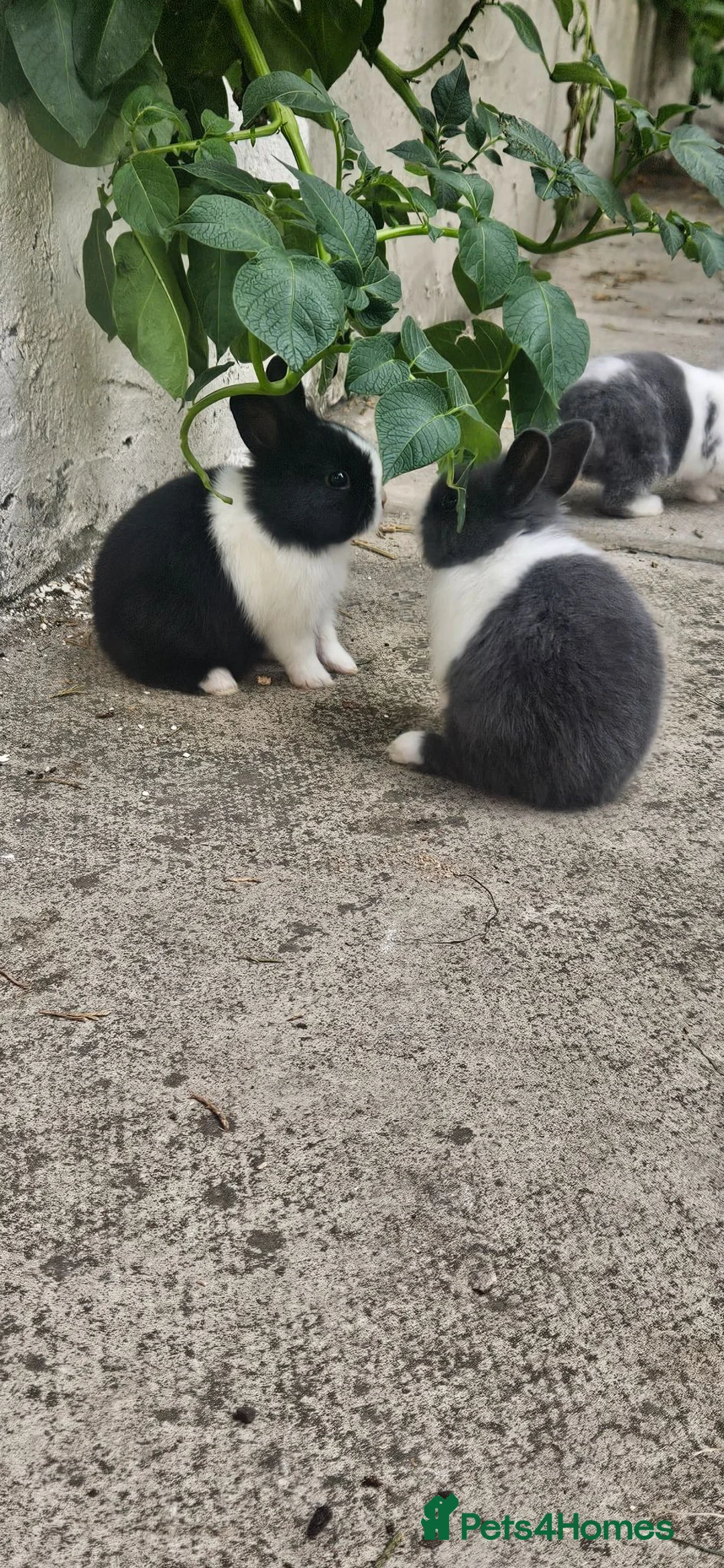 Dutch rabbits for sale: They are so cute 😍 and soft  - Advert 2