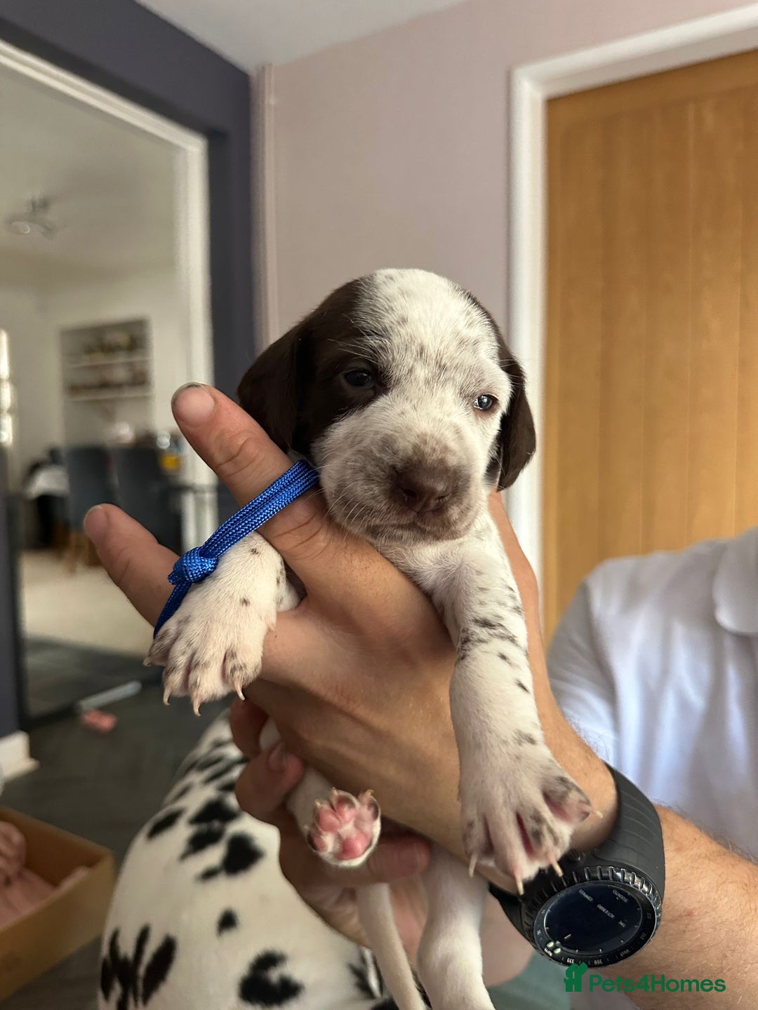 Mixed Breed dogs for sale: Springer Spaniel cross Dalmatian - Image 18