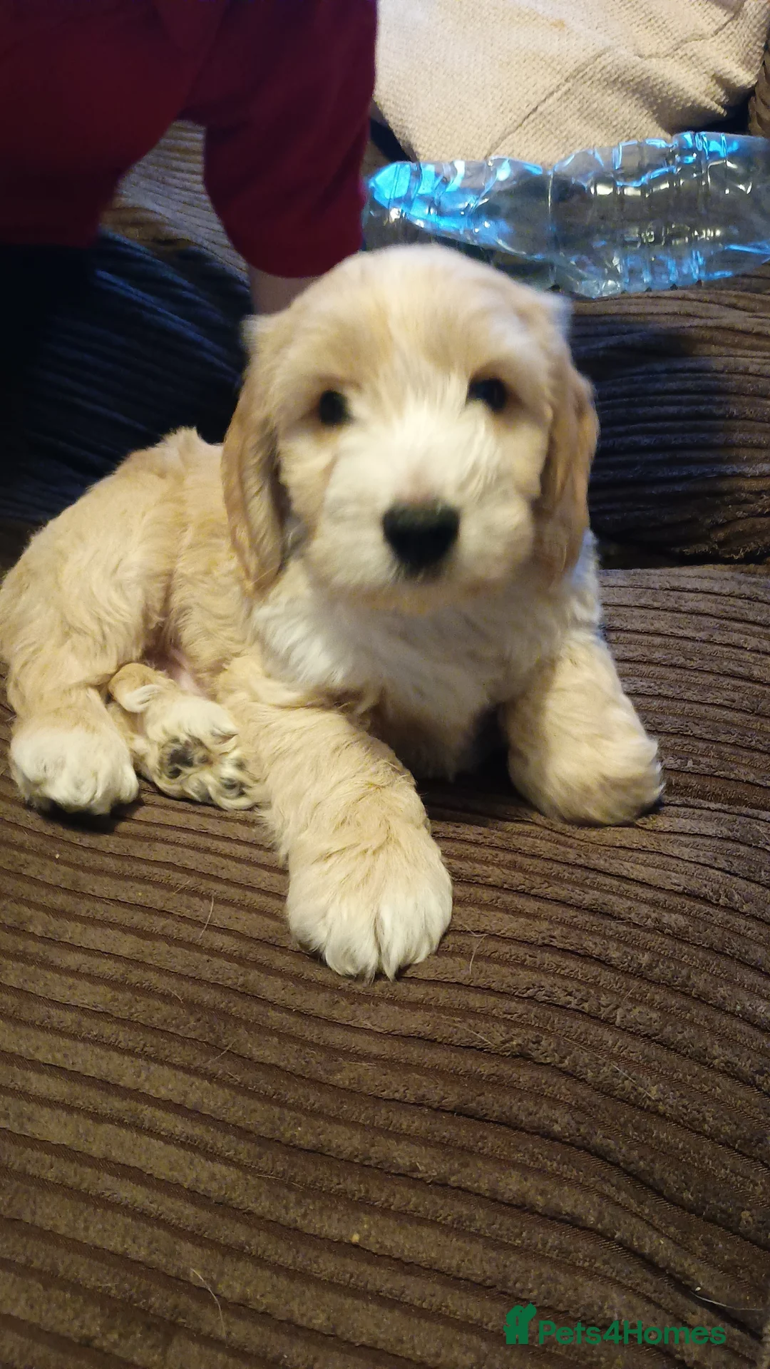 Mixed Breed dogs for sale: Cocker spaniel cross  - Advert 7