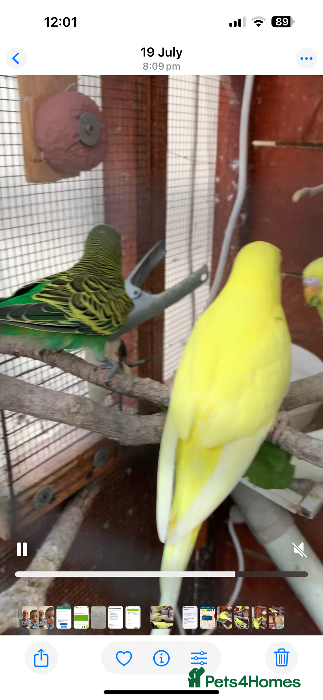 Budgerigars birds for sale: Budgies for sale - Image 4
