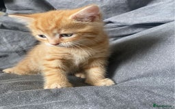 Bengal cats for sale: 3 Gorgeous Ginger 3/4 Bengal Kittens in London - Image 2