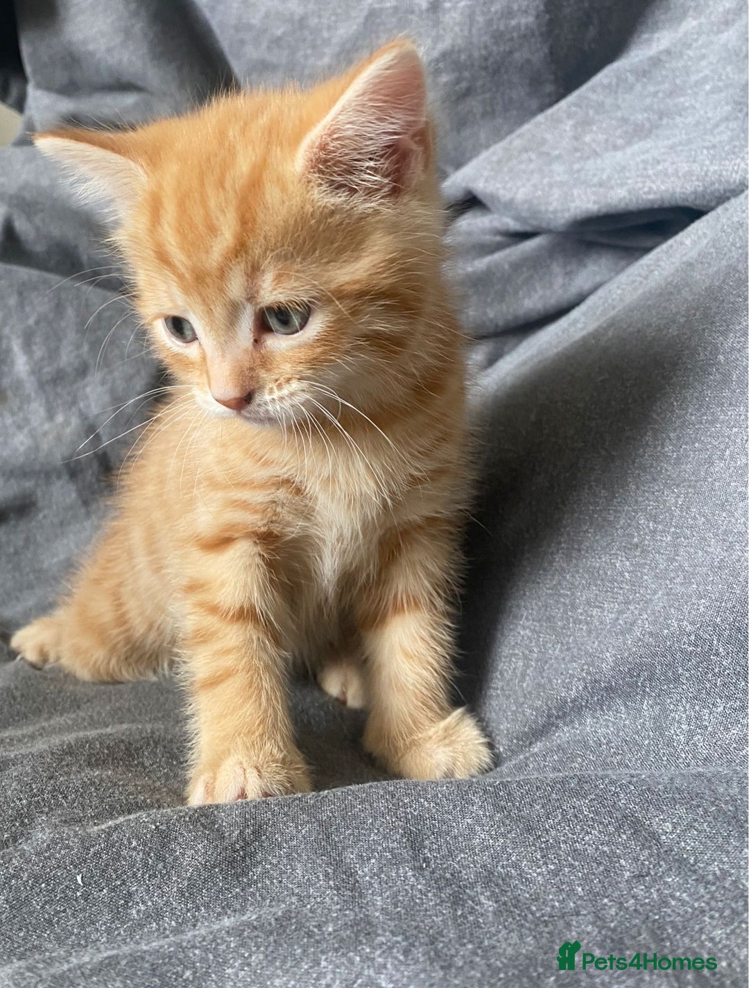 Bengal cats for sale: 3 Gorgeous Ginger 3/4 Bengal Kittens in London - Image 2