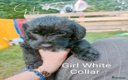 Mixed Breed dogs for sale: Cockapoo/Parsons Russell Pups - Image 5