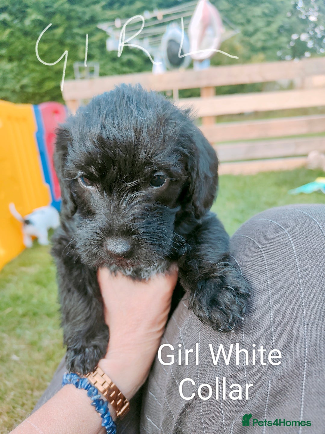 Mixed Breed dogs for sale: Cockapoo/Parsons Russell Pups - Image 5