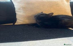 Bombay cats for sale: ragdoll mix (last of litter) 🐾 - Advert 6