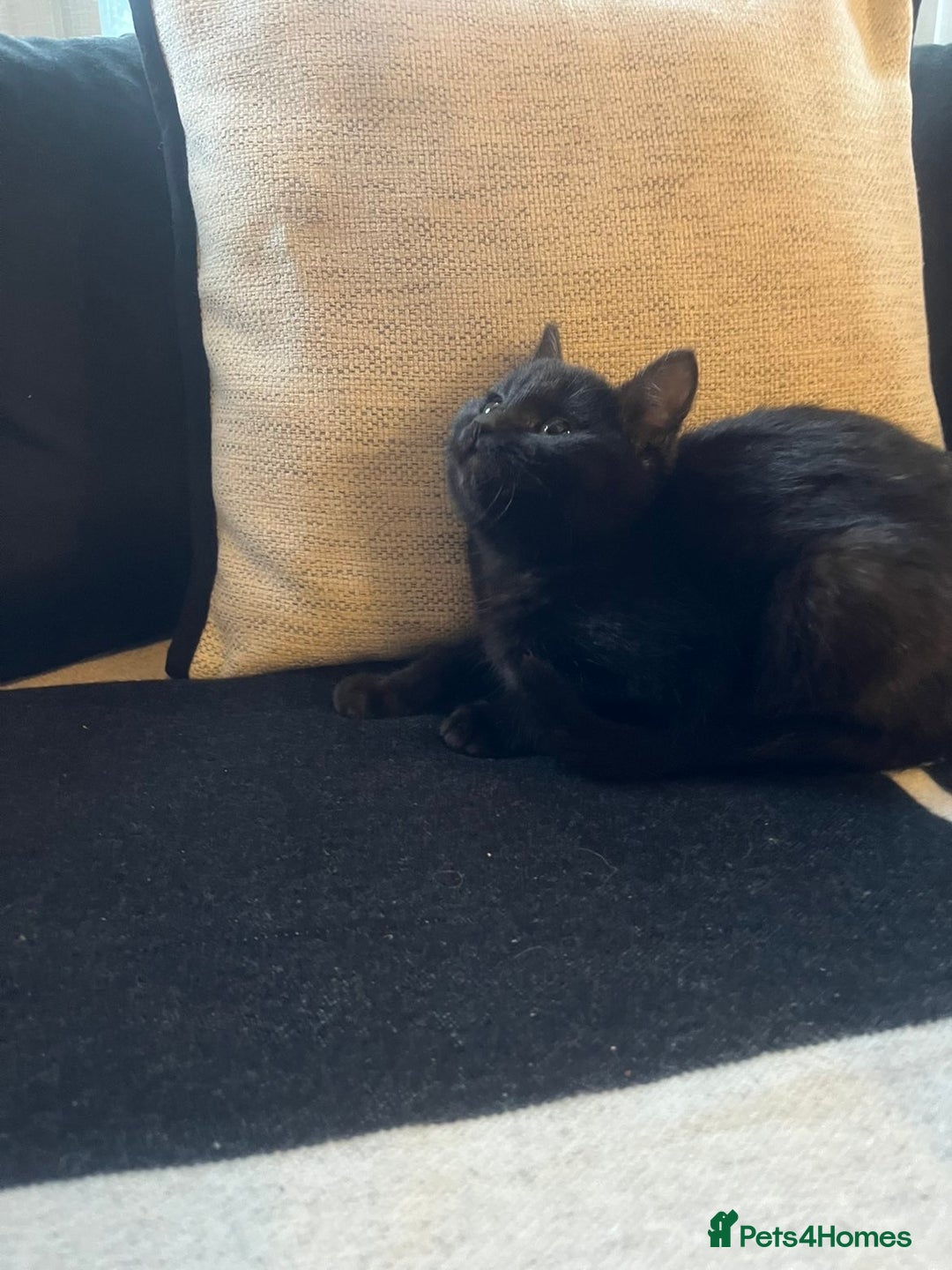 Bombay cats for sale: ragdoll mix (last of litter) 🐾 - Advert 6