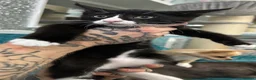 Maine Coon cats for sale: Full bread Maine coon kittens 6 left  - Advert 13