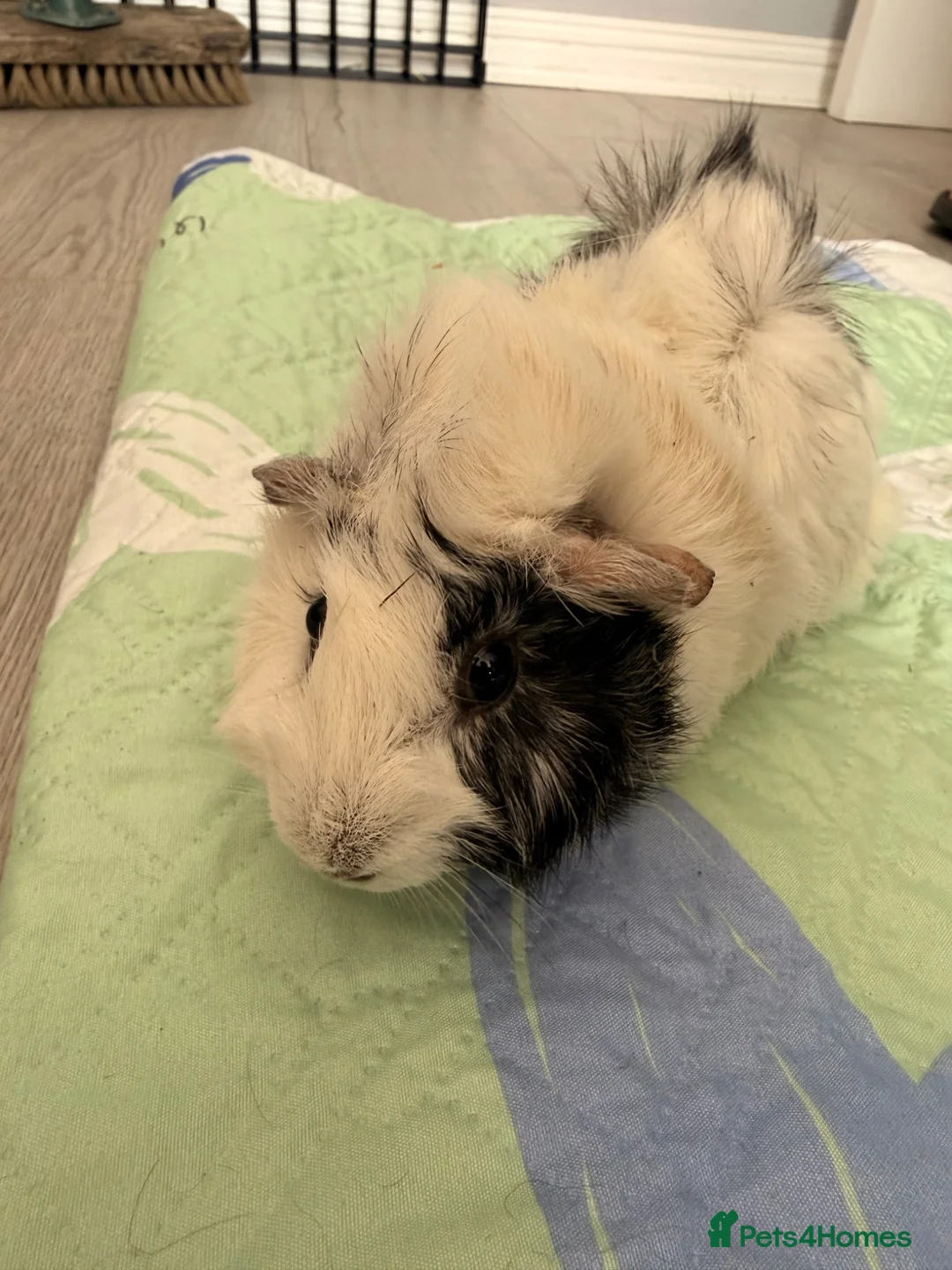 Guinea Pig rodents for sale: Beautiful Long Hair Mixed Sow - Advert 2