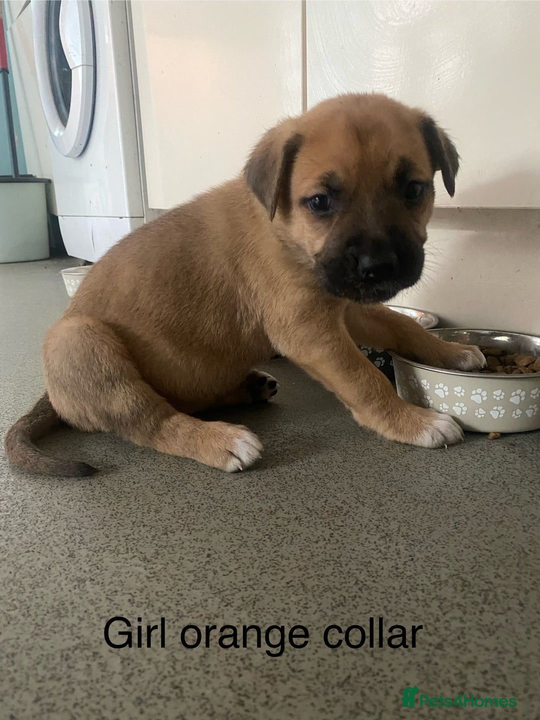 Mixed Breed dogs for sale: Bullmastiff Shepherd Hybrid  - Image 3