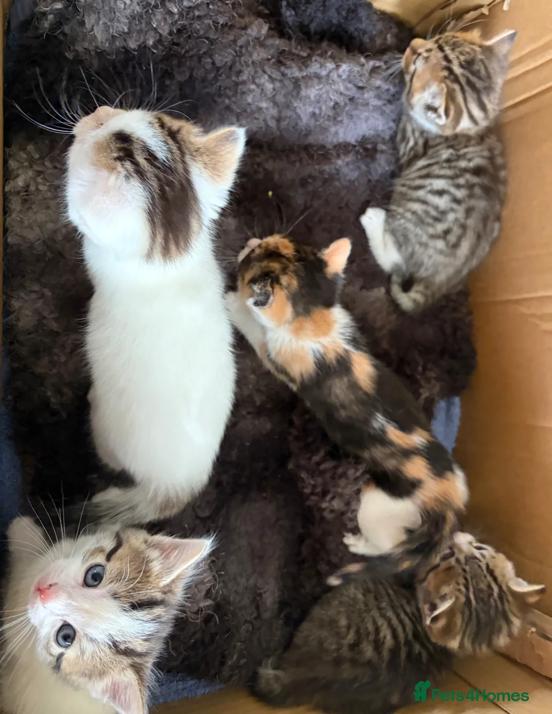 Mixed Breed cats for sale: 4 kittens  - Advert 1