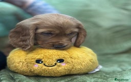 Cocker Spaniel dogs for sale: Cocker Spaniel puppies - Image 2