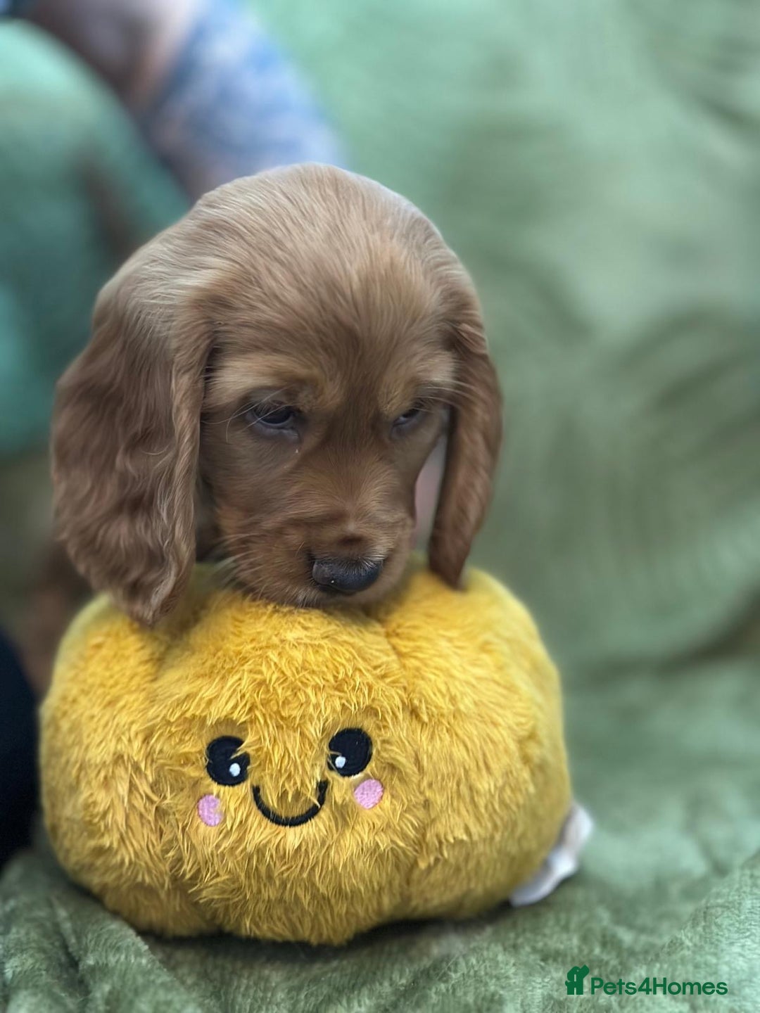 Cocker Spaniel dogs for sale: Cocker Spaniel puppies - Image 2