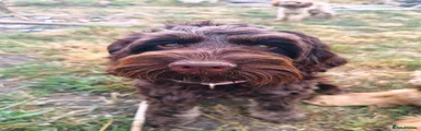 Cockapoo 1