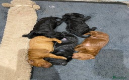 Irish Doodle dogs for sale: Irish doodle - Image 27