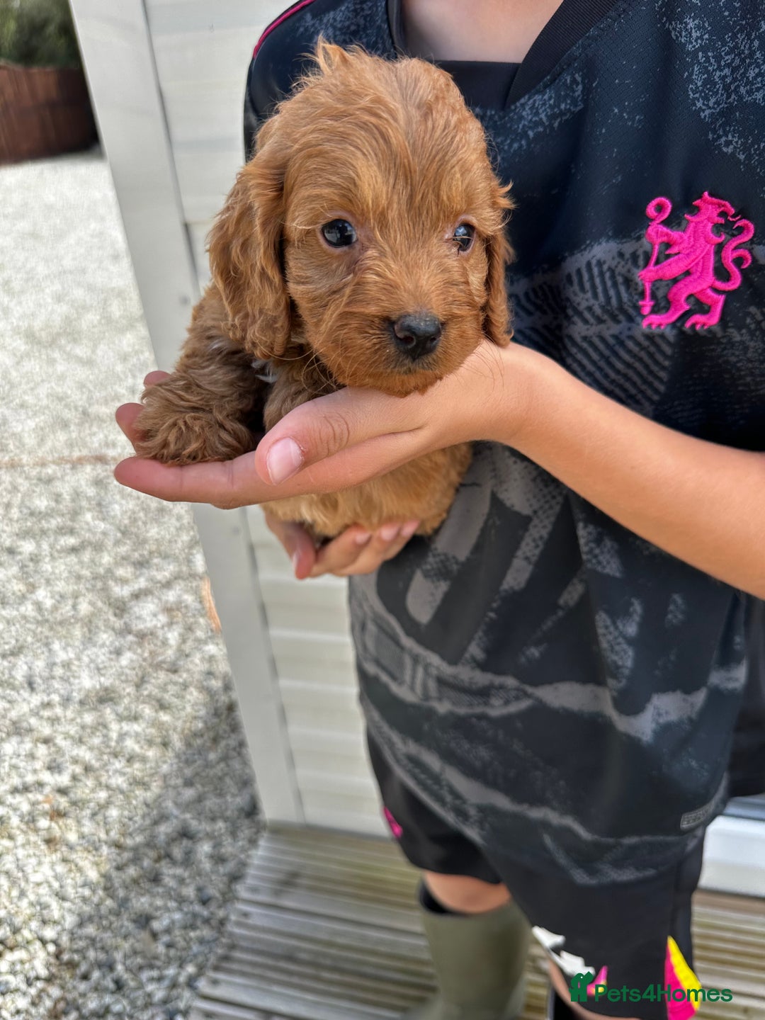 Cockapoo dogs for sale: Cockapoos  - Image 2