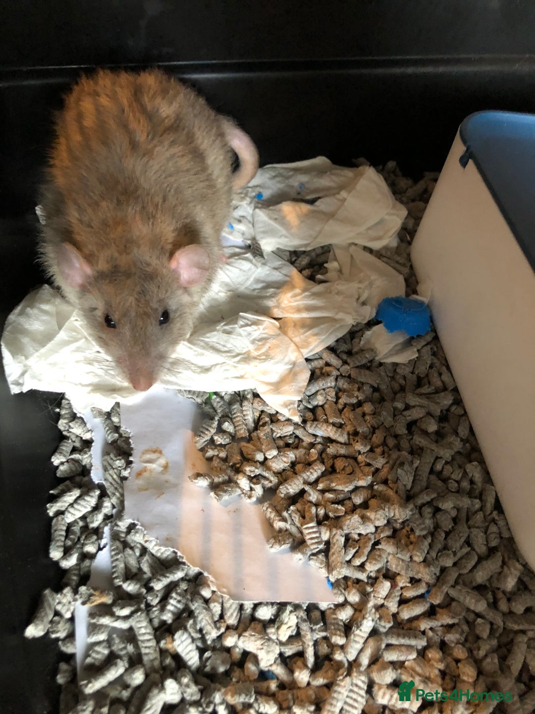 Rat rodents for sale: Female rats  - Image 4
