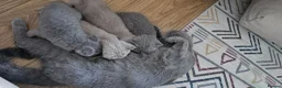British Shorthair cats for sale: GCCF BSH Lovely Kittens - Advert 16