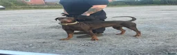Dobermann dogs for sale: Beautiful family dobermans  - Advert 3