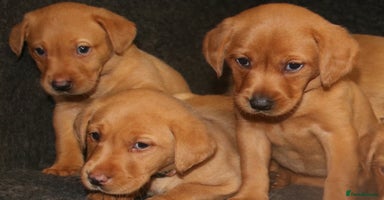 Labrador Retriever dogs - Advert 1