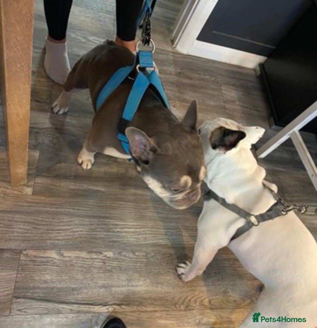 French Bulldog dogs for sale: French bulldogs puppies - Image 28