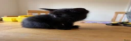 Mixed Breed cats for sale: F r e e kittens 1 male and 2 females  - Advert 3