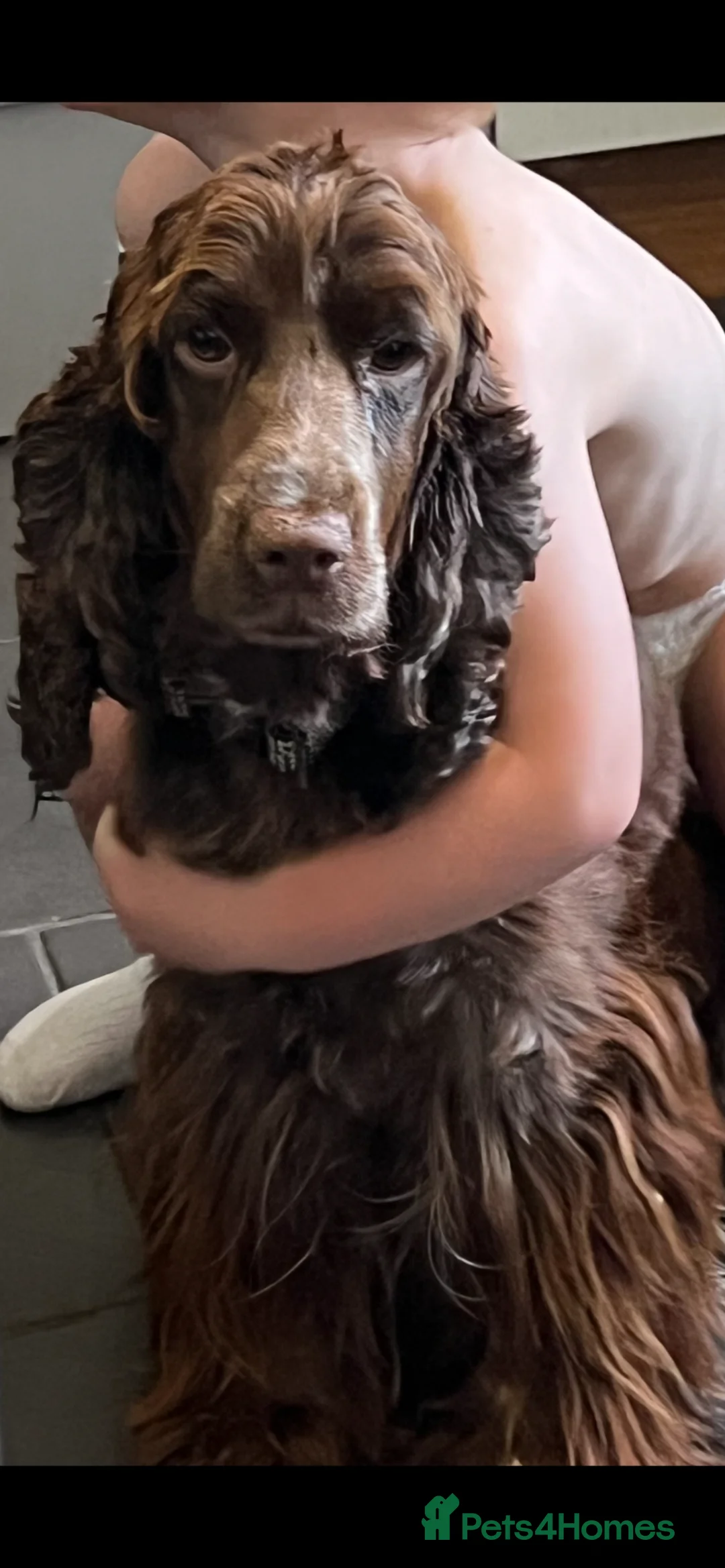 Cocker Spaniel dogs for sale: Cocker Spaniel boy  - Advert 2