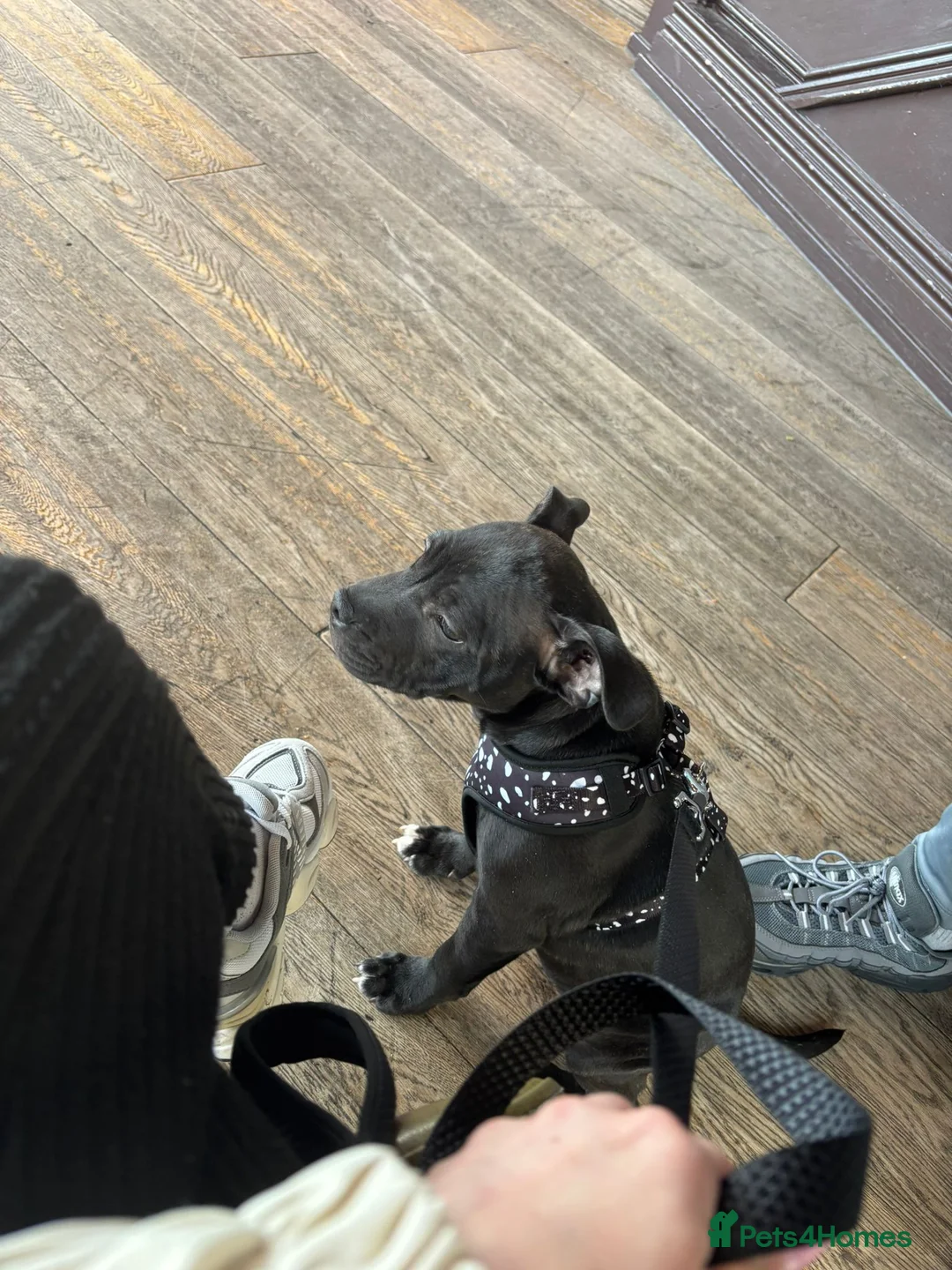 Staffordshire Bull Terrier dogs for sale: Black Staffordshire bull terrier puppy in Cardiff - Advert 2