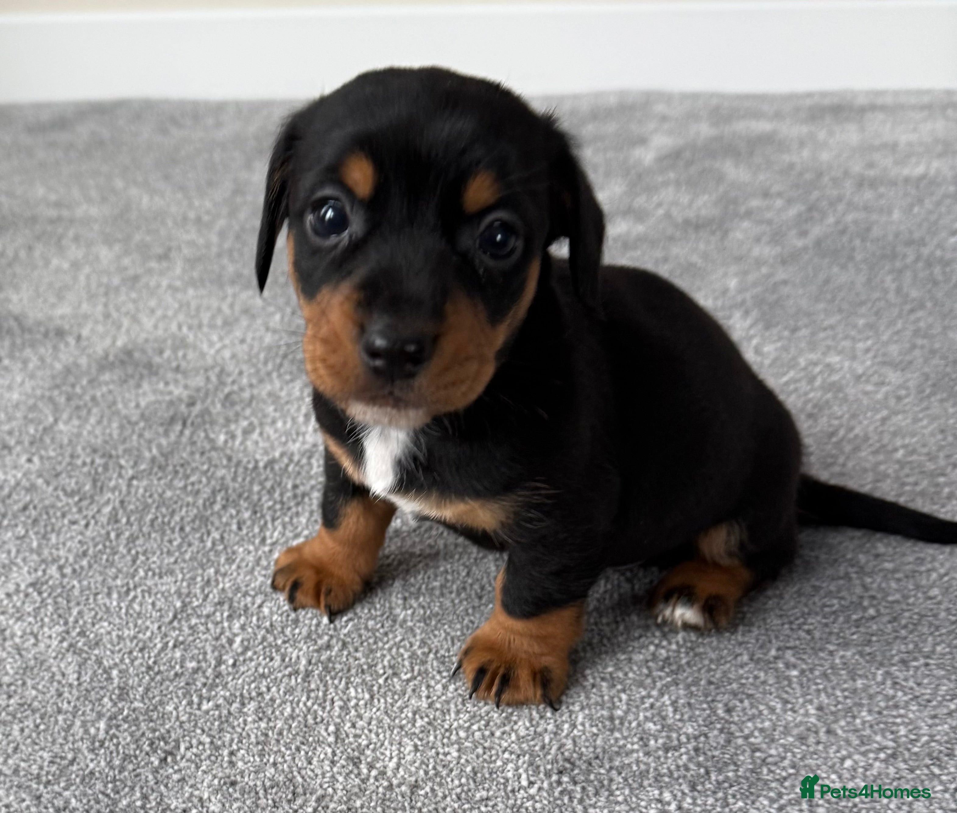 Mixed Breed dogs Beautiful jackadac puppys  - Advert 1