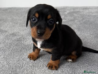 Mixed Breed dogs Beautiful jackadac puppys - Advert 4