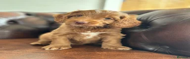 Cockapoo 1