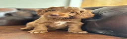 Cockapoo dogs for sale: F1 cockapoo puppies  - Advert 11