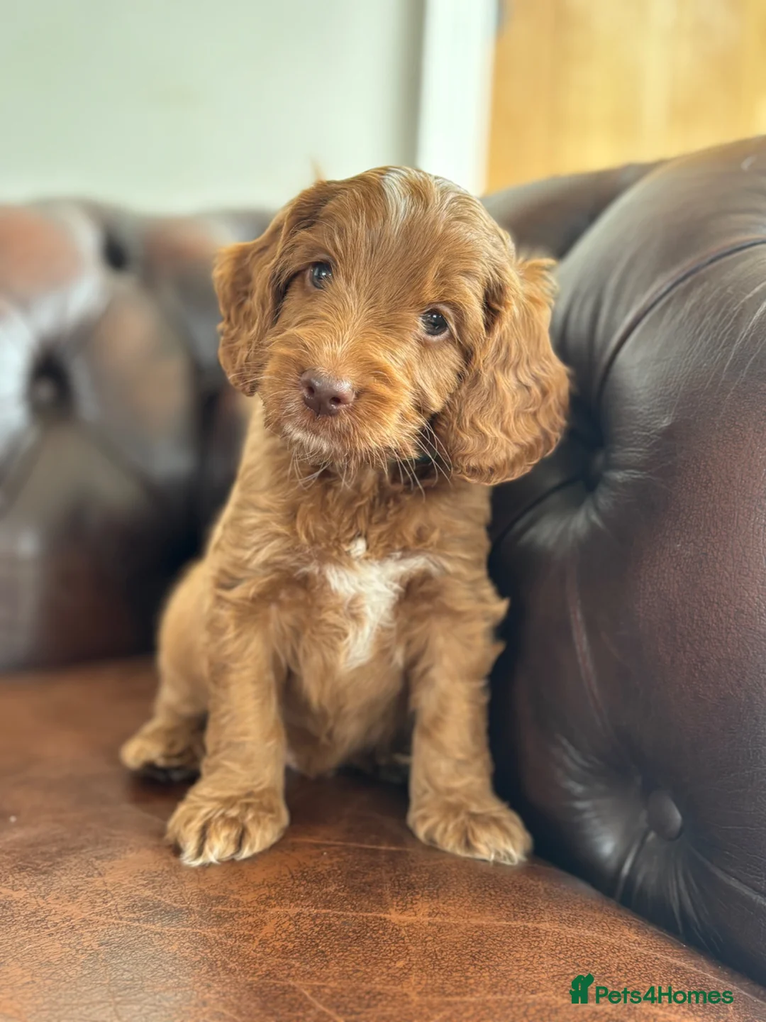 Cockapoo dogs for sale: F1 cockapoo puppies  - Advert 11