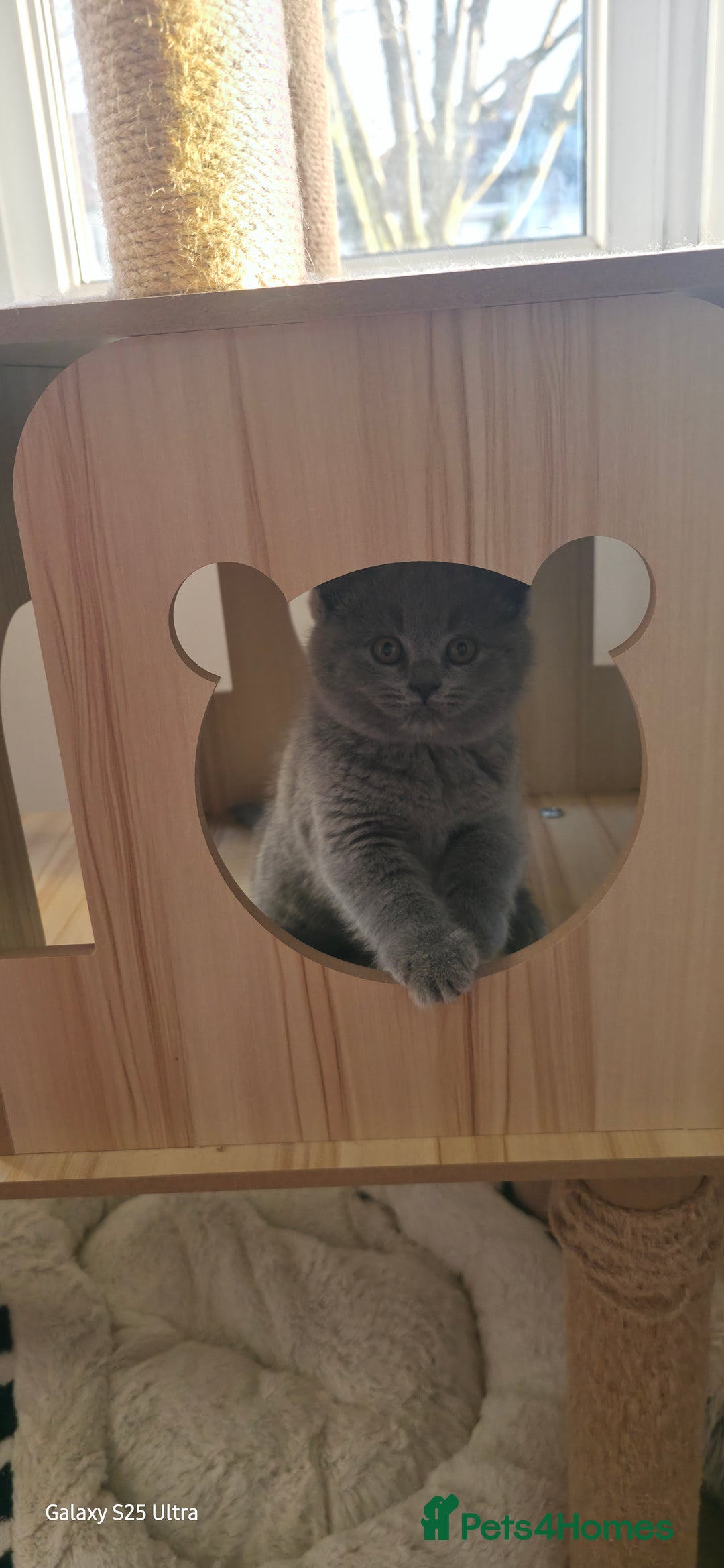 British Shorthair cats for sale: British ShortHair 🐈‍⬛ - Advert 3