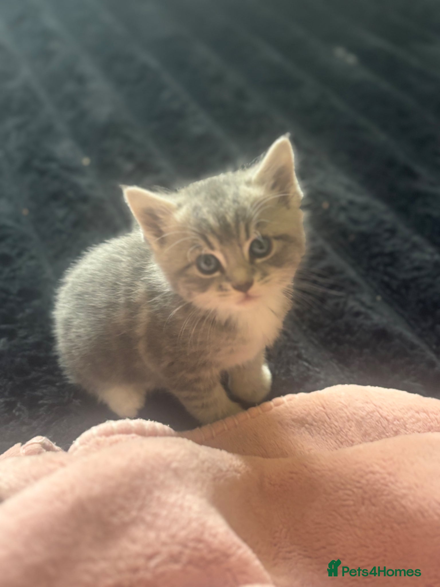 Mixed Breed cats Beautiful Grey female kitten - Advert 2