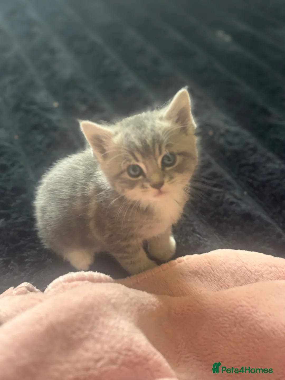 Mixed Breed cats for sale: Beautiful Grey female kitten - Advert 1
