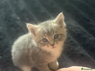 Mixed Breed cats Beautiful Grey female kitten - Advert 5
