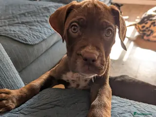 Mixed Breed dogs dog de bordeaux mixed cross dalmatian - Advert 1