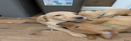 Labrador Retriever dogs for sale: Red and golden labs  - Advert 6