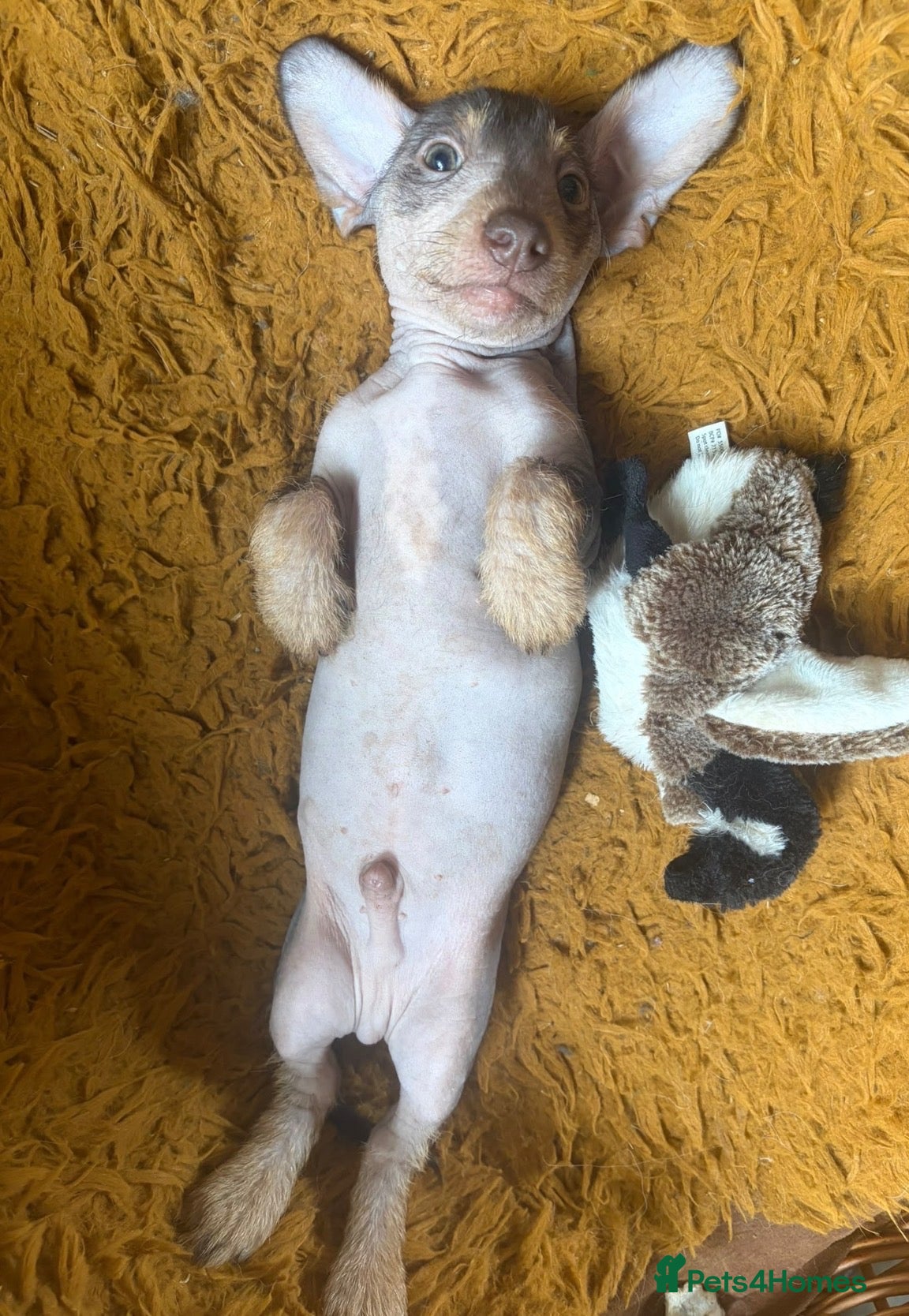 Mixed Breed dogs Chichi x mini wirehaired dachshund  - Advert 2