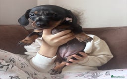 Miniature Dachshund dogs for sale: Kc reg miniature dachshund  - Image 16