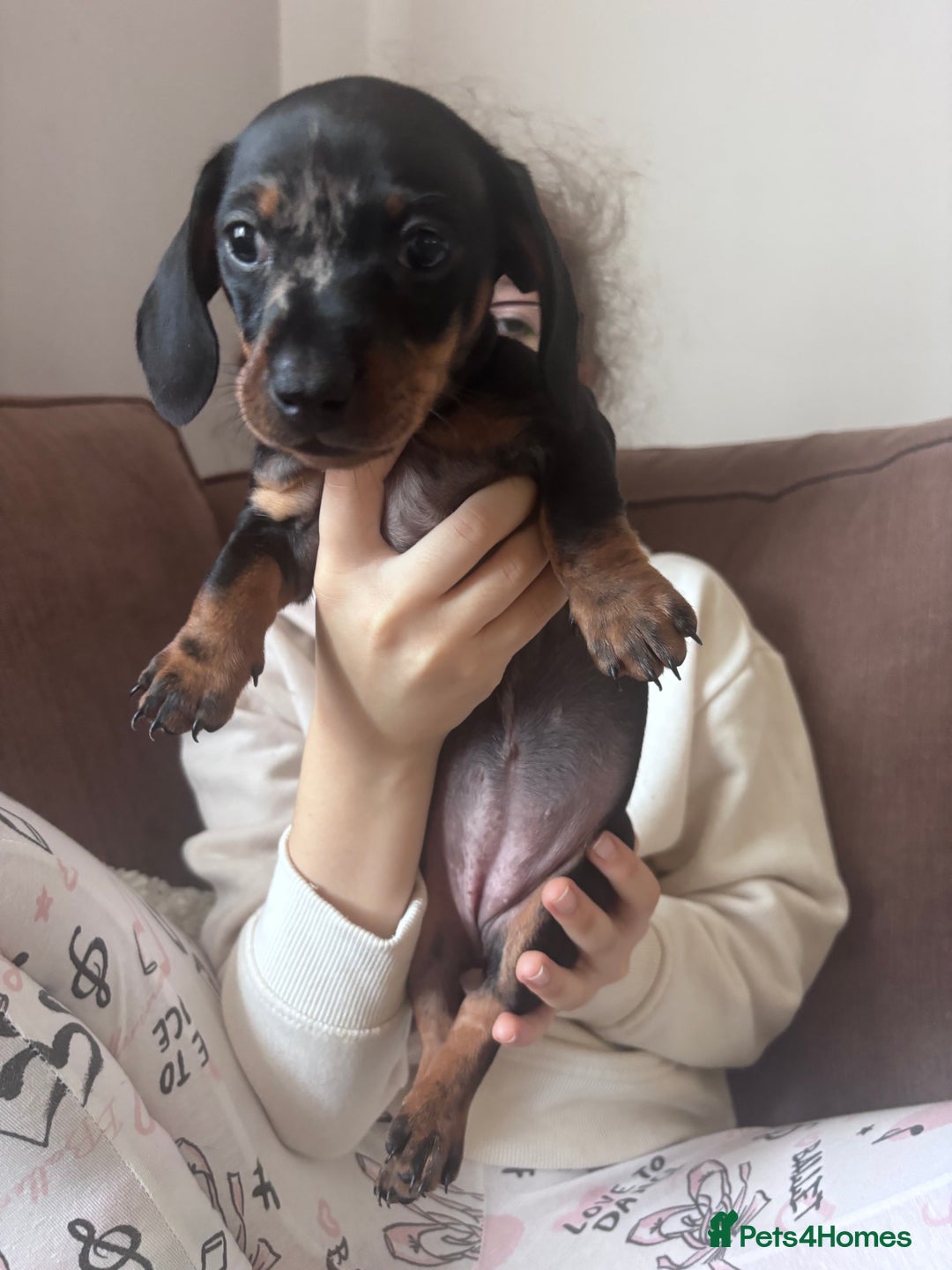 Miniature Dachshund dogs for sale: Kc reg miniature dachshund  - Image 16