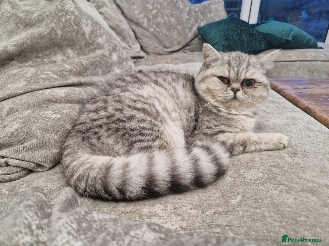 British Shorthair cats for sale: British Shorthair Cats - Advert 1