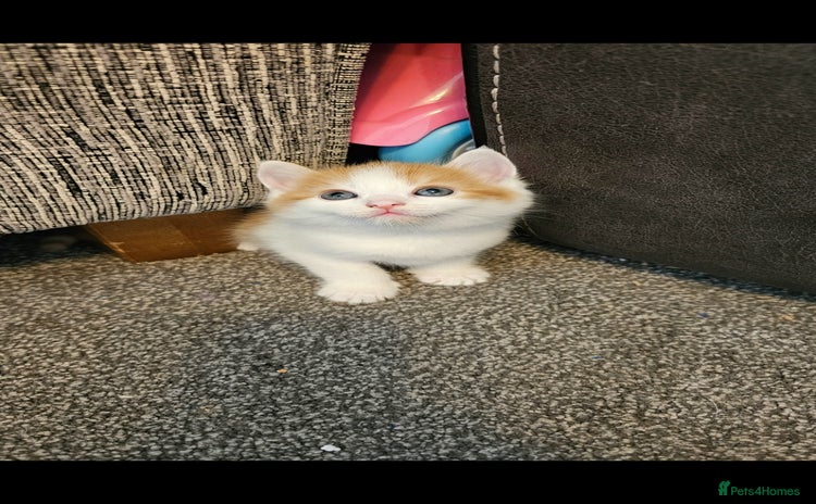 Mixed Breed cats - Advert 8