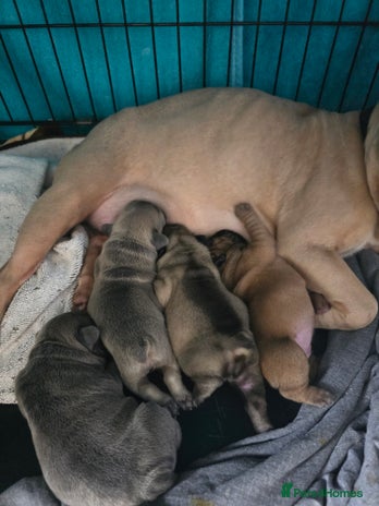 French Bulldog dogs - Advert 10